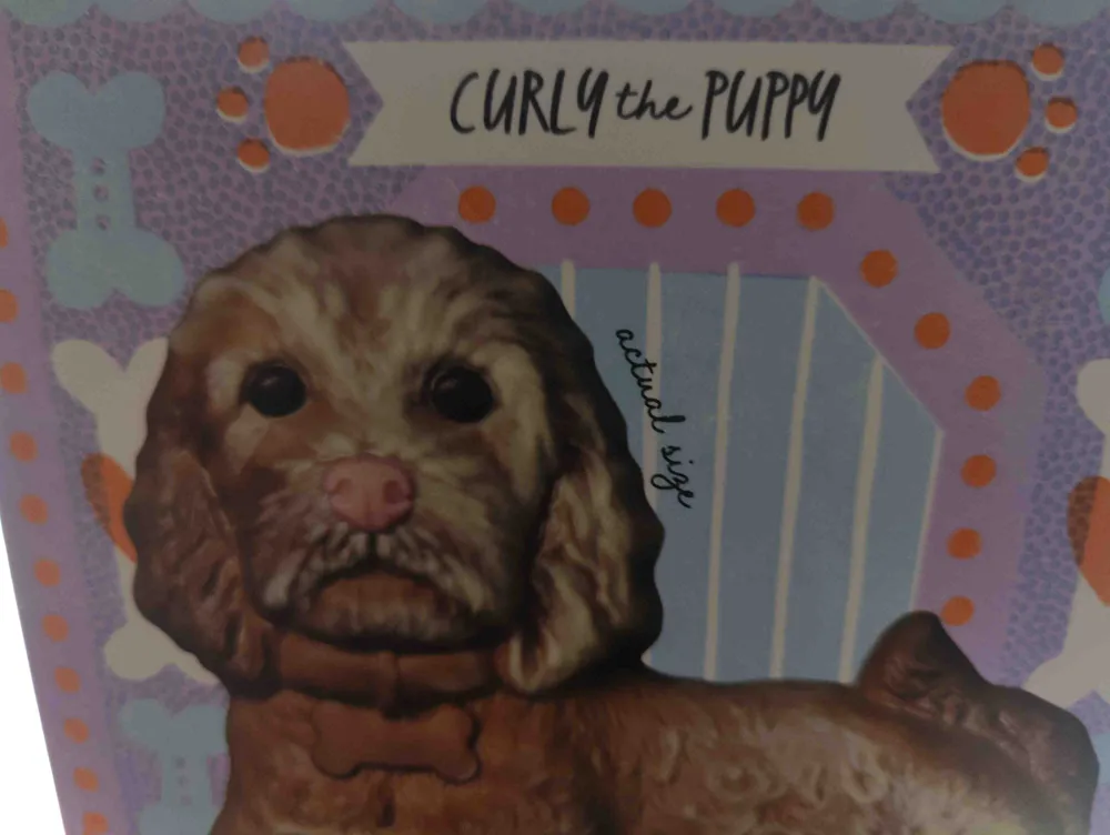 Curly the puppy marbled white and milk chocolate