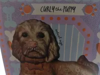Curly the puppy marbled white and milk chocolate