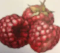 Y Framboise