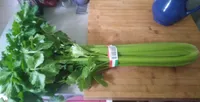 Céleri Branche