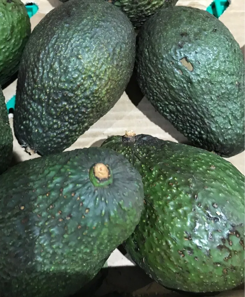 Avocat Haas