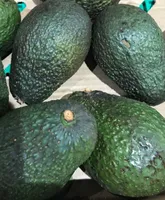 Avocat Haas