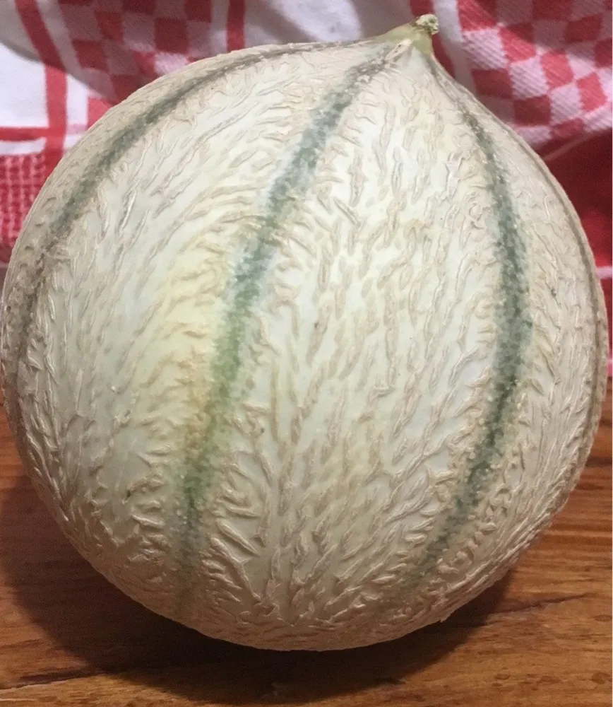 Melon petit calibre pièce