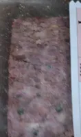 Pâté campagne poivre vert