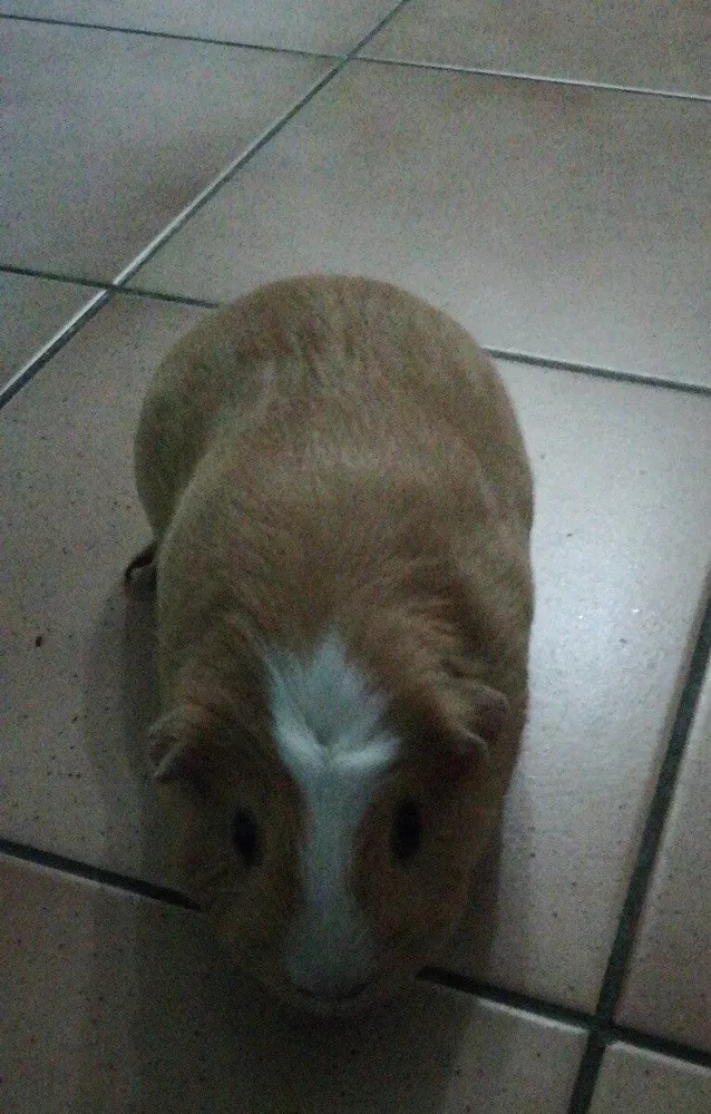 Eclaire