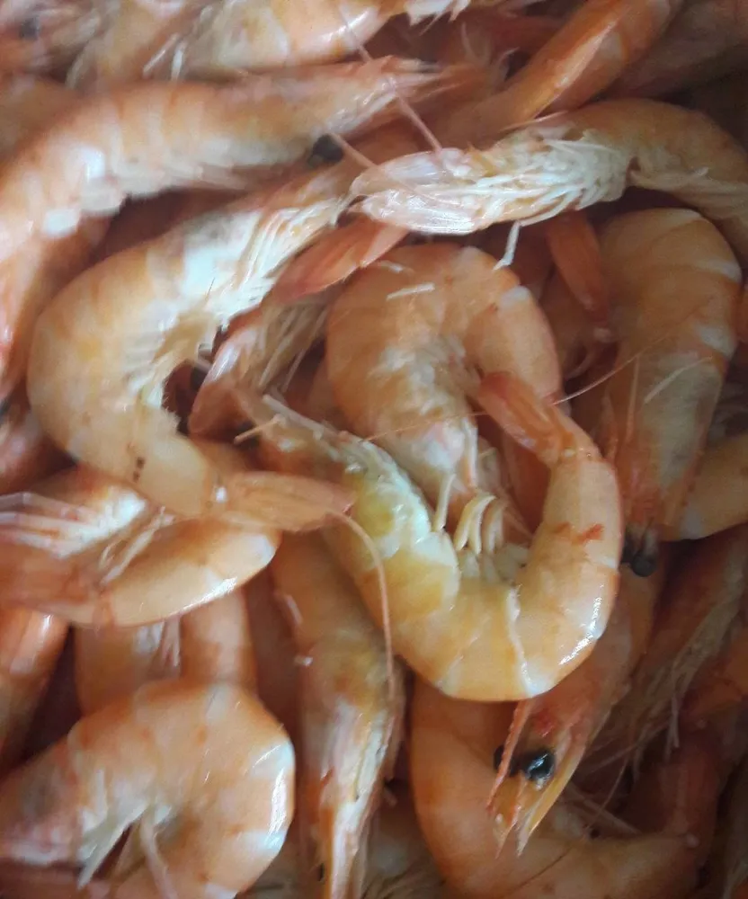 CREVETTES roses cuites 80/100