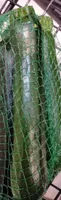 Courgettes