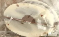 Poule chocolat lait décoré