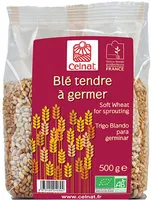 Blé tendre à germer