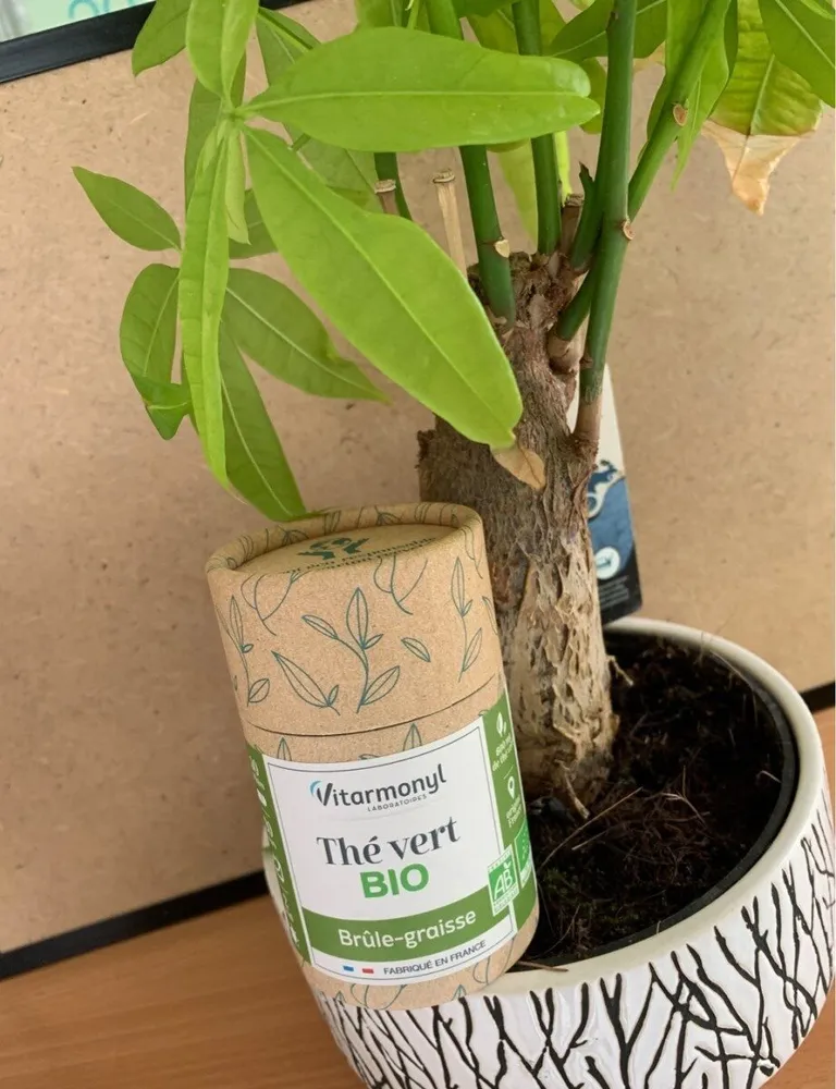 Thé vert bio