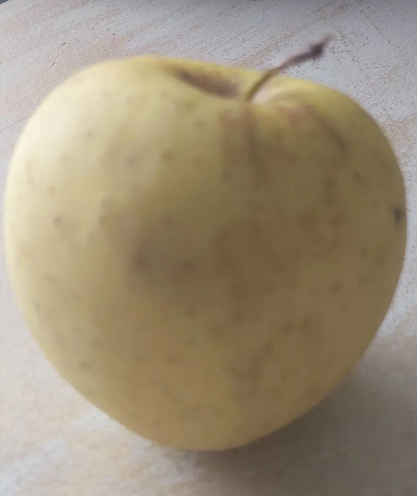 Pommes Golden Delicious bio
