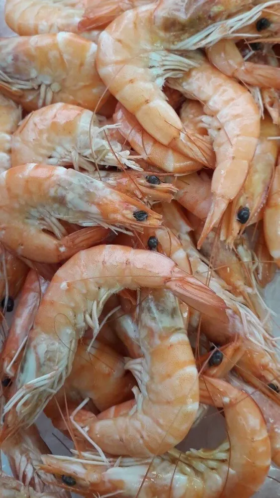 Crevettes cuites réfrigérées