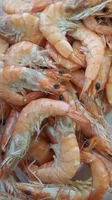 Crevettes cuites réfrigérées