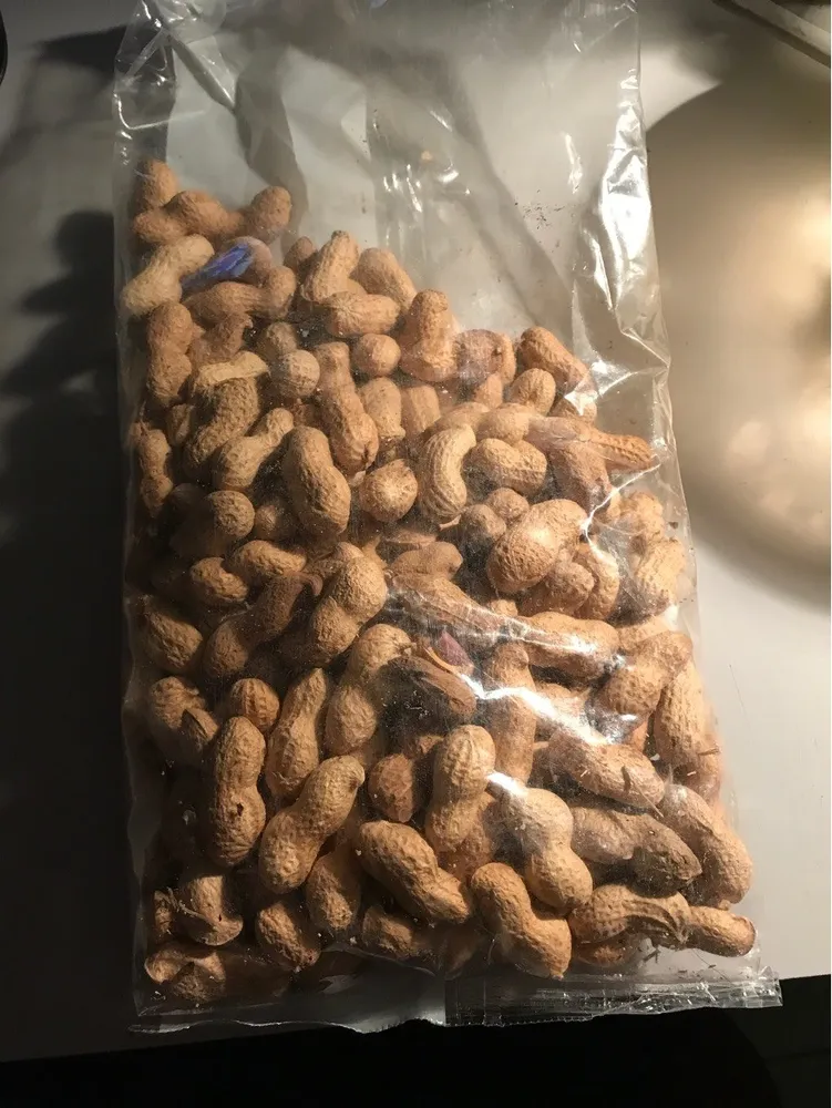 Arachides coque grillées
