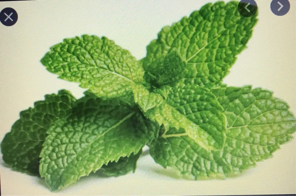 Groot Menthe