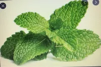 Groot Menthe