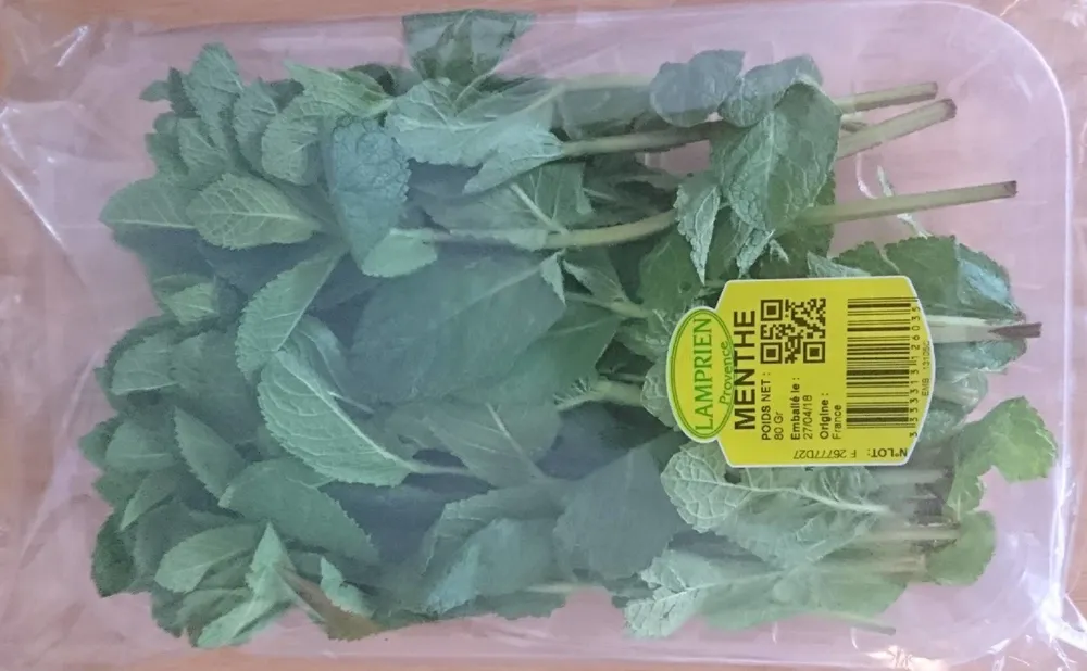 Menthe