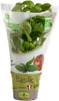 Basilic en pot