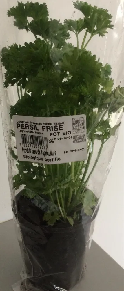 Persil frisé en pot