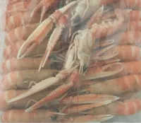 Langoustine entière cuite