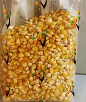 Maïs à popcorn
