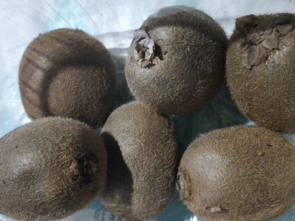 Kiwi Hayward