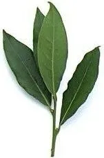Laurier en feuilles, pot