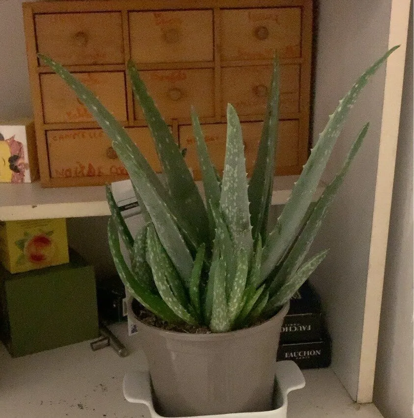 Aloe Vera