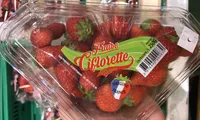 Fraise Ciflorette