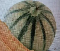 Melon charentais jaune bio