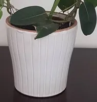 Rajani