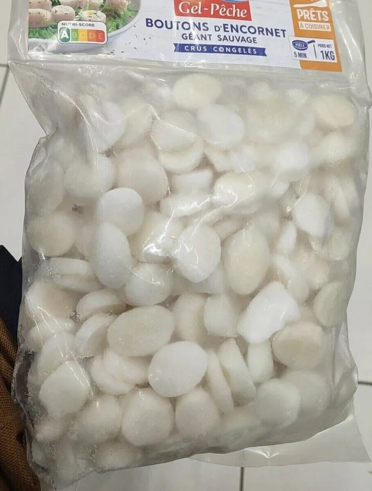 Boutons d'encornet géant sauvage