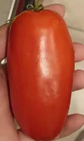 Tomate Torino