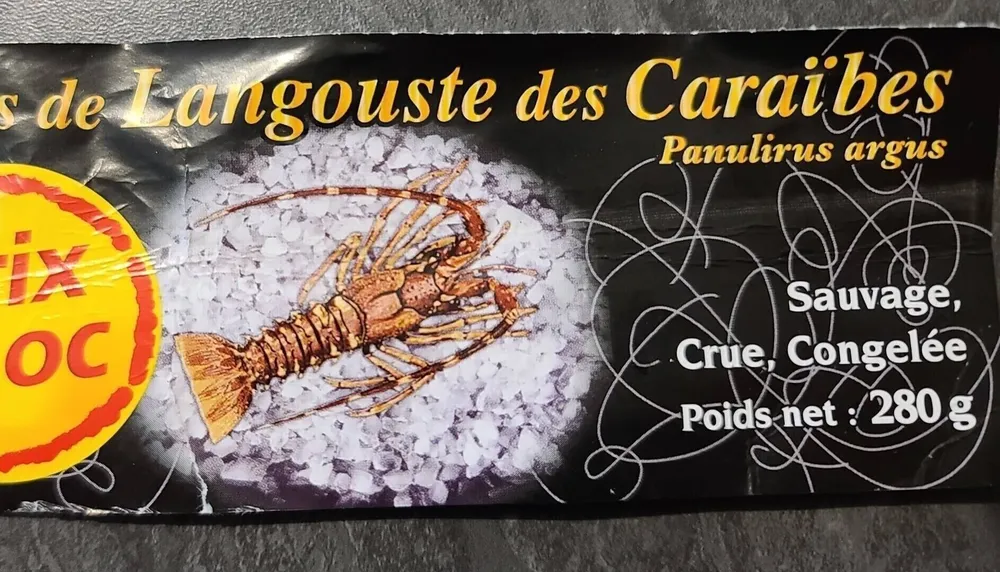 Queue de Langouste blanche - Panuslirus argus Sauvage