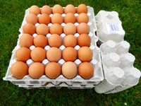 Gros oeufs Plein Air Breizh'on egg