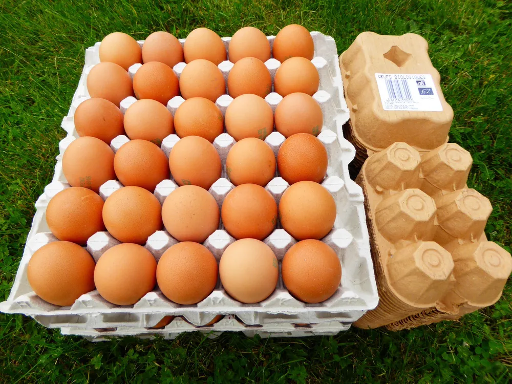 Gros oeufs Bio Breizh'on egg