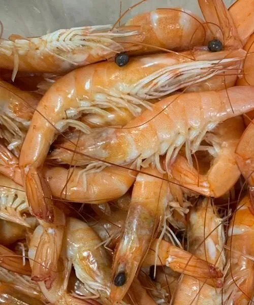 Crevettes roses