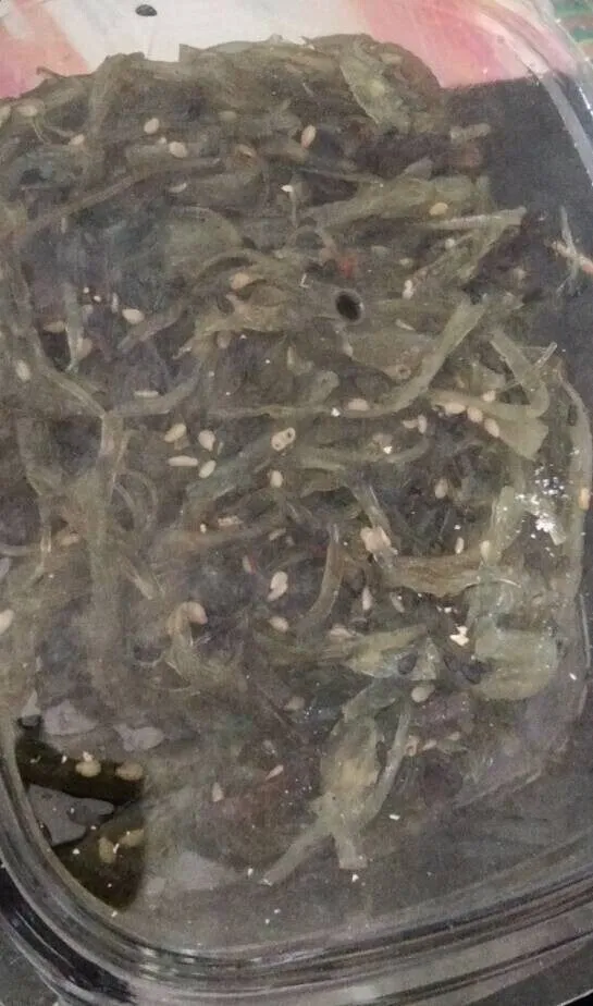 Salade wakame