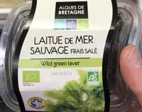 Laitue de mer sauvage frais salé