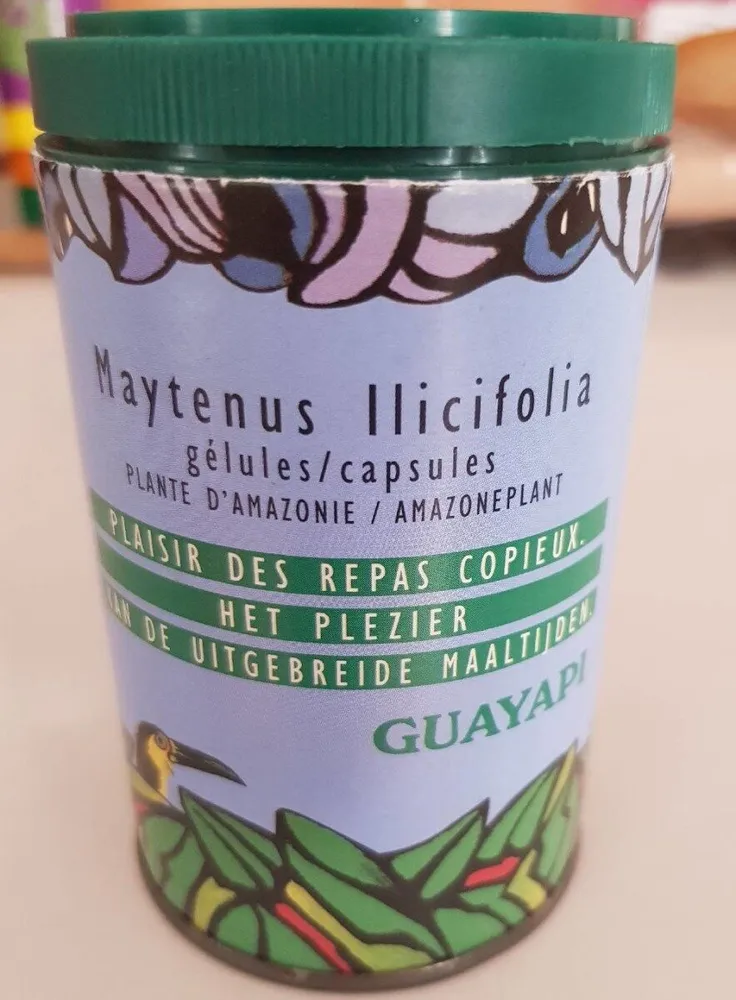 Maytenus llicifolia