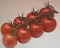 Tomates cocktail grappes