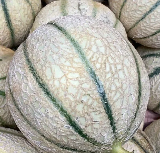Melon Charentais Jaune