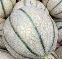 Melon Charentais Jaune