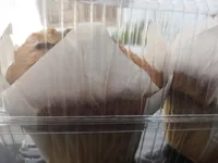 Muffin fruit