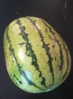 Pastèque (Sénégal)