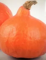 Potimarron