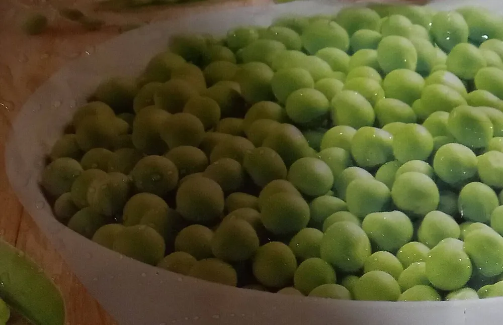 Garden peas