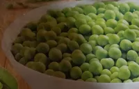 Garden peas