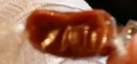 Caramels au beurre salé