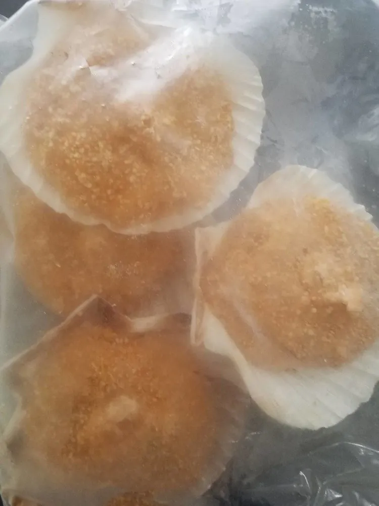 Coquille du pêcheur